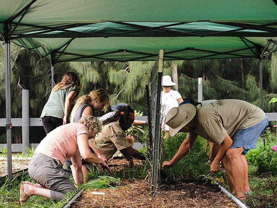 Volunteers working in the garden